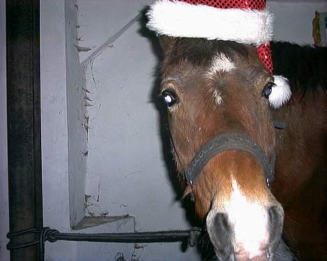 Anden særlig race My Lucky Lukas<3 - Solgt  - Vinter 2005 billede 9