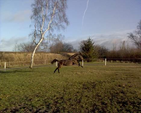 Dansk Varmblod A'Gat billede 12