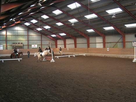 Anden særlig race Dunja - springning til klub LC billede 17