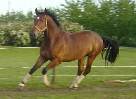 Hollandsk Varmblod Steady P billede 5