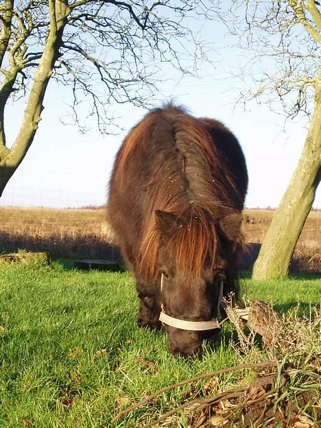 Shetlænder line<3 - 2 sek. efter er hun løbet sin vej ud over marken bag ved ,! der gik 15 min før jeg fik fat i hende ;0) billede 15