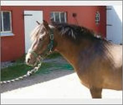 DSP Caliope *SOLGT* billede 1