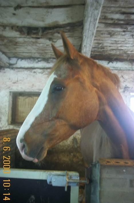 Dansk Varmblod Fairly´s Wonder-Worker(S) - som 3års.. billede 7