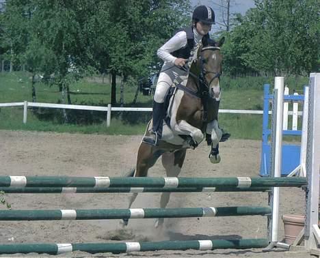 Pinto Little Highness (Solgt) billede 1