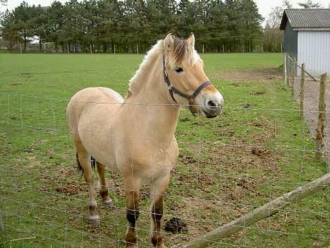 Fjordhest Prins  Solgt billede 9