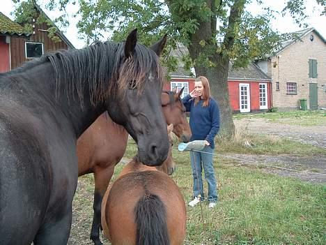 Anden særlig race Moonlight Shadow billede 1