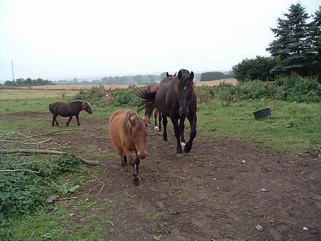 Anden særlig race Moonlight Shadow billede 2