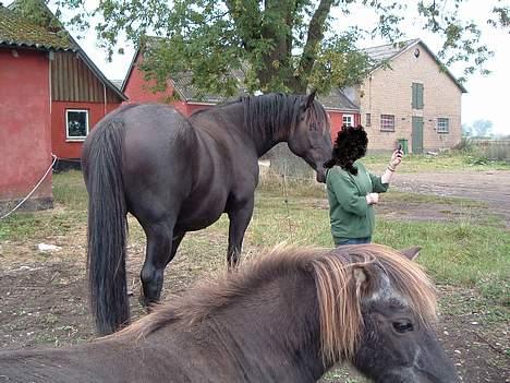 Anden særlig race Moonlight Shadow billede 4