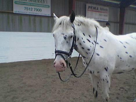 Knabstrupper Majco`s Thunders Hattrick - Hattrick alene i hallen. Den stakkel... billede 1