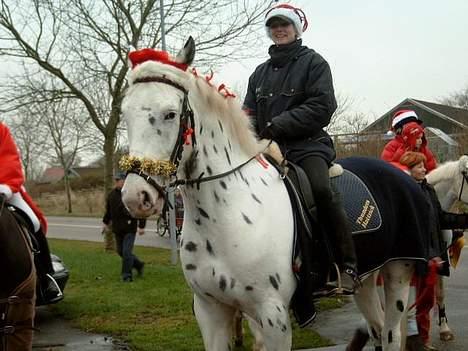 Knabstrupper Majco`s Thunders Hattrick - juleoptog i Guldager by d.4/12-05 billede 2