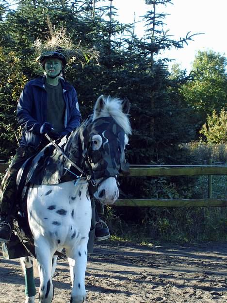 Knabstrupper Majco`s Thunders Hattrick - Hattrick og mig som soldaterkammerater billede 3