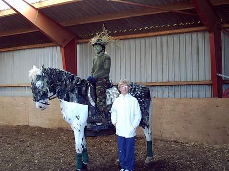 Knabstrupper Majco`s Thunders Hattrick billede 4