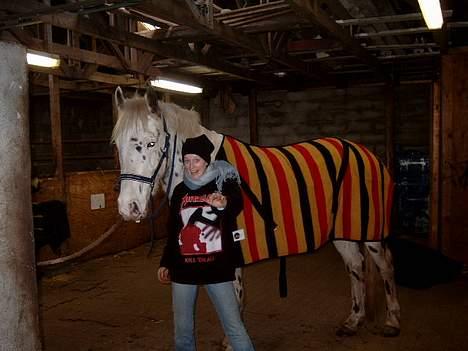 Knabstrupper Majco`s Thunders Hattrick - Dagen efter jeg købte ham, til mig selv i julegave. julen 2004 billede 5