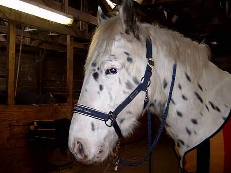 Knabstrupper Majco`s Thunders Hattrick billede 6