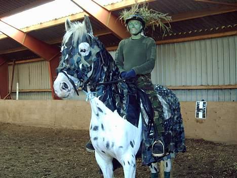 Knabstrupper Majco`s Thunders Hattrick billede 7