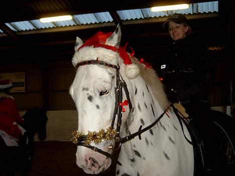 Knabstrupper Majco`s Thunders Hattrick billede 8