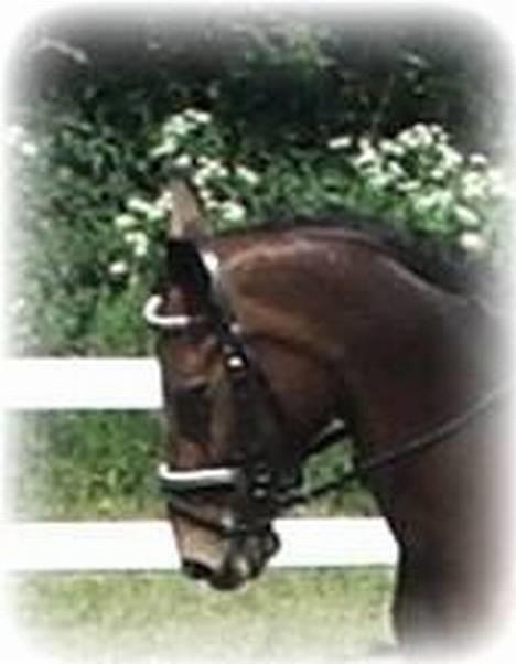 Oldenborg Miss Peri - Peri =) billede 2