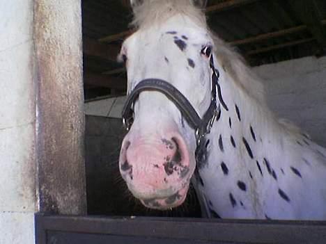Knabstrupper Majco`s Thunders Hattrick - Skæg billede 10