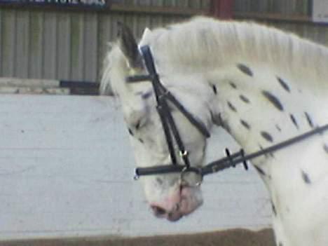 Knabstrupper Majco`s Thunders Hattrick billede 11