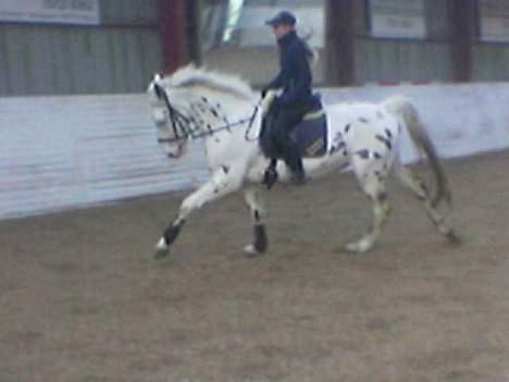 Knabstrupper Majco`s Thunders Hattrick billede 12