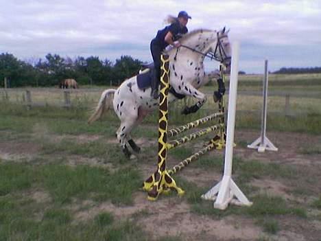 Knabstrupper Majco`s Thunders Hattrick billede 13