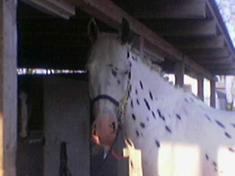 Knabstrupper Majco`s Thunders Hattrick - Danmarks smukkeste knabstrubber billede 14