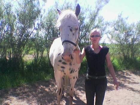 Knabstrupper Majco`s Thunders Hattrick - Enten er jeg lille ellers er Hattrick stor...? billede 15