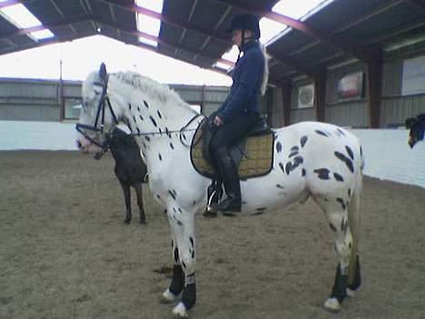 Knabstrupper Majco`s Thunders Hattrick - Han er da smuk.... billede 16