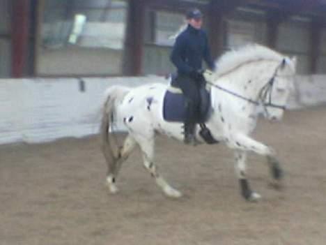 Knabstrupper Majco`s Thunders Hattrick billede 17