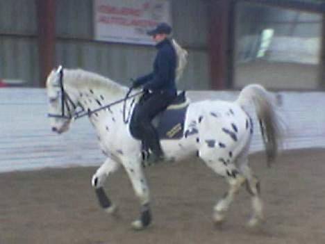 Knabstrupper Majco`s Thunders Hattrick billede 18