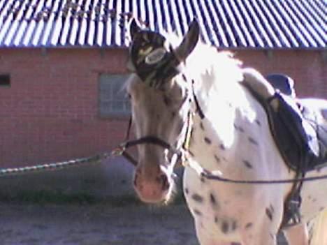 Knabstrupper Majco`s Thunders Hattrick - HAT Trick billede 19