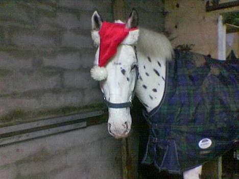 Knabstrupper Majco`s Thunders Hattrick - Hattrick siger glædelig jul til alle på hg... billede 20