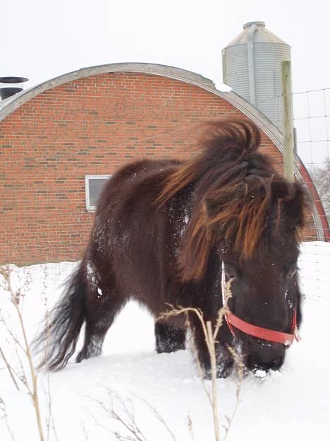 Shetlænder line<3 - <3 min dejlige snehest <3 billede 16