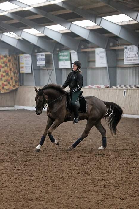 Hollandsk Varmblod Neilons *RIP* <3 - galop billede 13