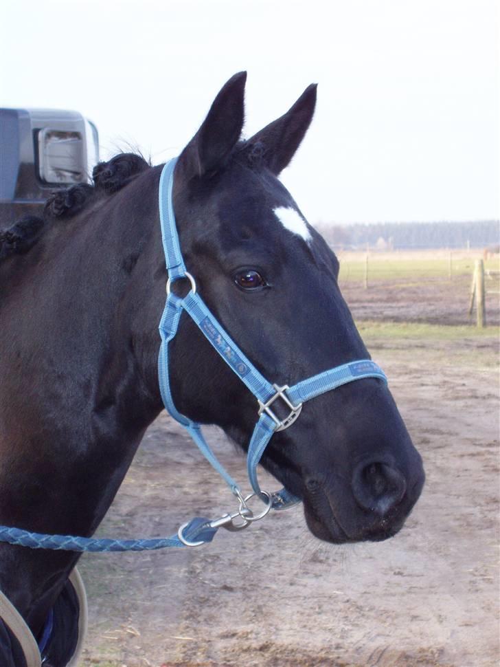 Anden særlig race Dark Shadow - Dark Shadow <33 Febuar 2006 til c-stævne på BIS billede 1