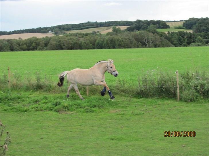 Fjordhest Tulle (Min<3) - Velkommen. :) D. 29-08-10 billede 3