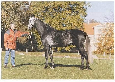 Dansk Varmblod Calypso Alsidig - lige et billede af Kylles far... billede 17