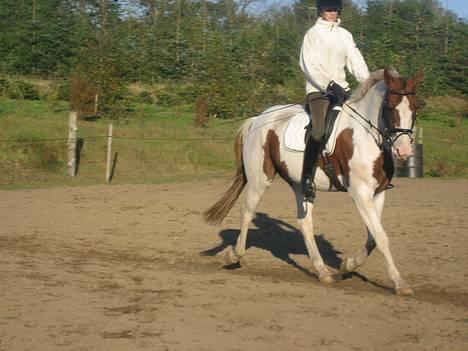 Anden særlig race Snow Dancer billede 1