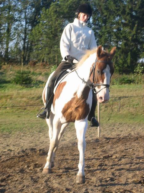 Anden særlig race Snow Dancer billede 2