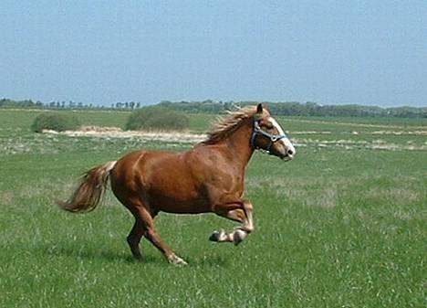 Haflinger Patrick - Patrick første dag på engen.. Taget den 12-05-06 billede 13