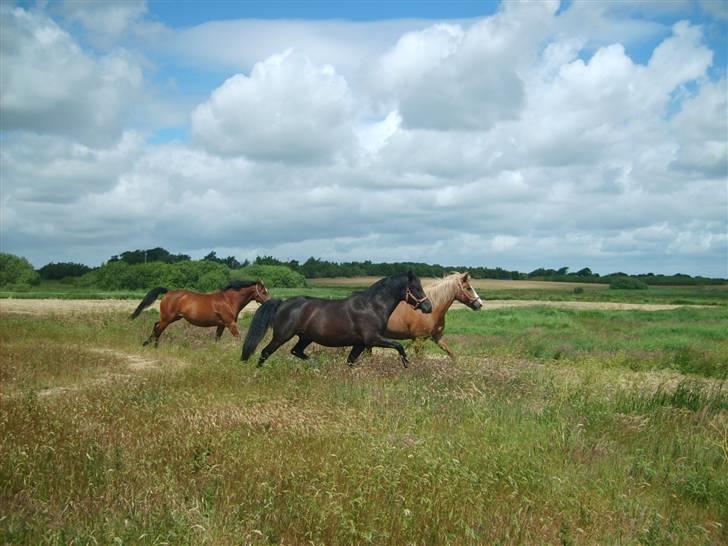 Haflinger Patrick - Lækkert at være på engen.. :) billede 14