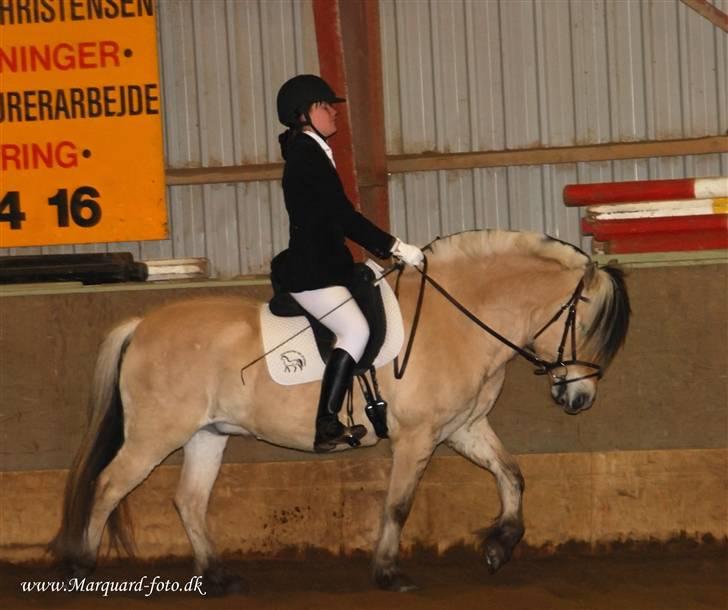 Fjordhest Nikolas Skovbo #Solgt# - Nikolas og jeg til vores 2. stævne, rider LD2 fik 63% Fotograf: Lone Marquard billede 16