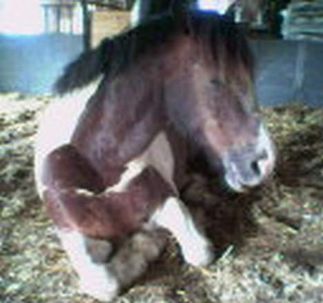 Tinker Frederik (Solgt) - En lille sove tryne.. Undskyld billede er lidt sløret, men det er taget på mobil.. billede 18