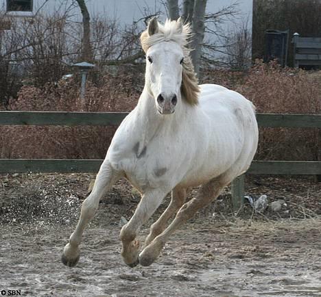 Appaloosa Coco - Coco løs på ridebanen. Marts. billede 1