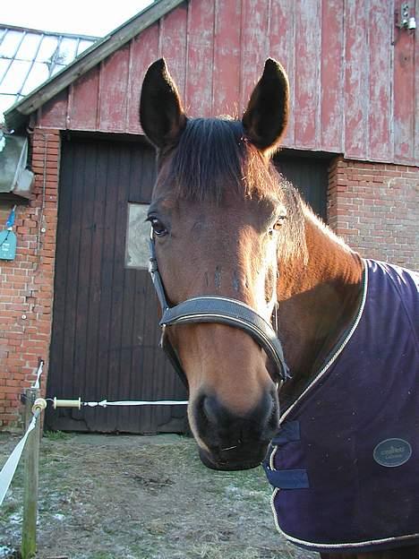 Dansk Varmblod Savannah - Foråret 2006 billede 3