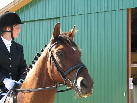 Dansk Varmblod La- maj<3  billede 15