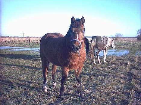 New Forest Lajka R.I.P - Heej Pernille billede 10