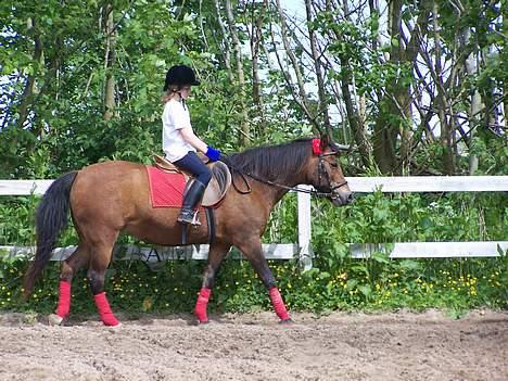 New Forest Lajka R.I.P - Rider billede 11