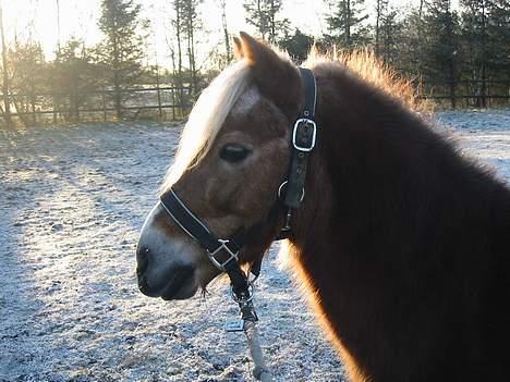 Anden særlig race Bobby Hill billede 2