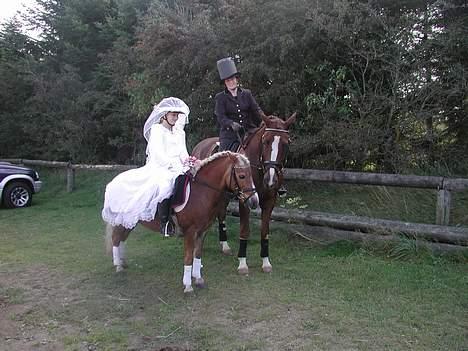 Anden særlig race Bobby Hill billede 3